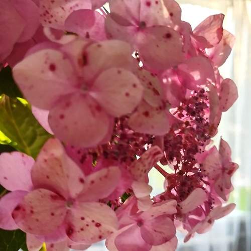 Photo #11426352