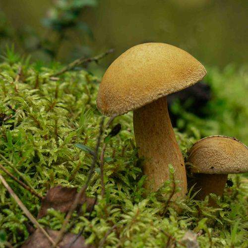 Photo #11426448