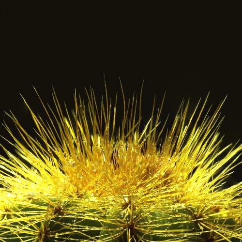 Photo #11426833