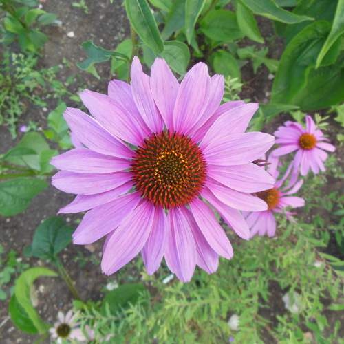 Photo #11427044