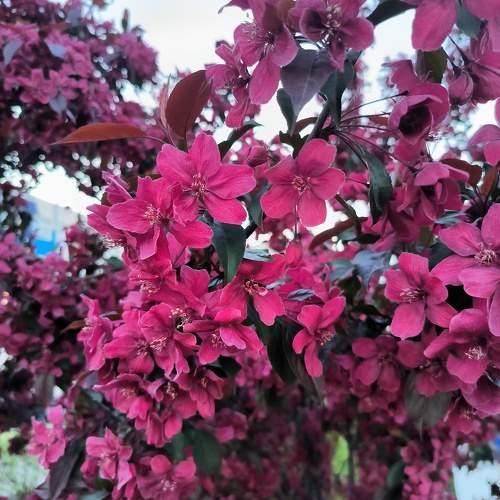 Photo #11427129