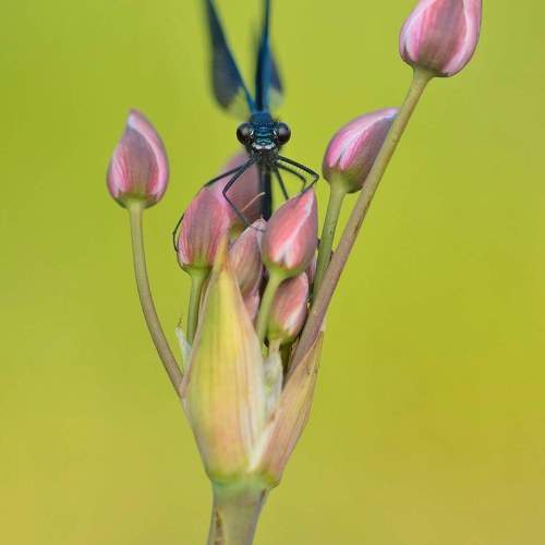 Фотография #11427418