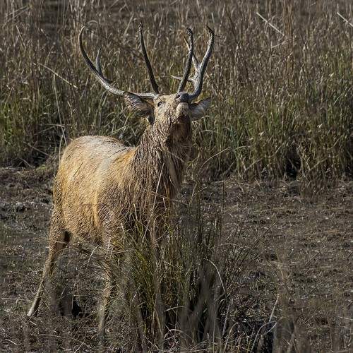 Photo #11427861