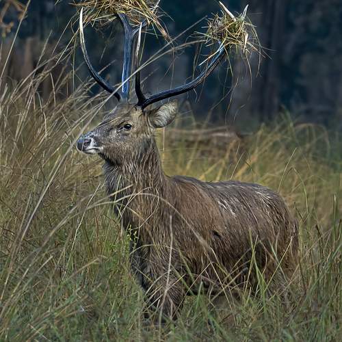 Photo #11427888