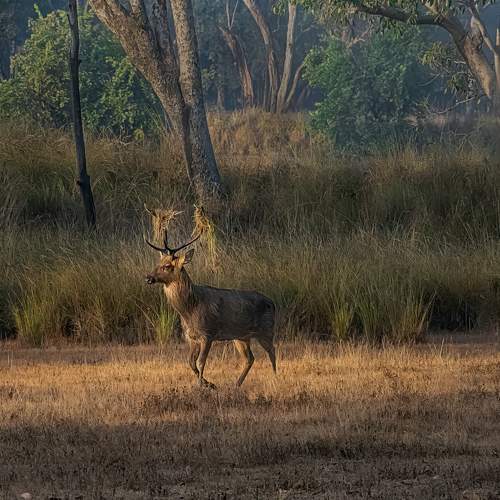Photo #11427937