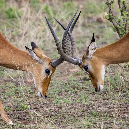 Photo #11428121