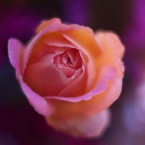 Photo #11428246