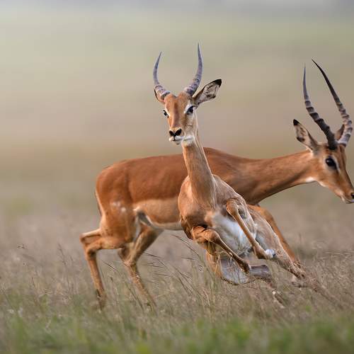 Photo #11428515