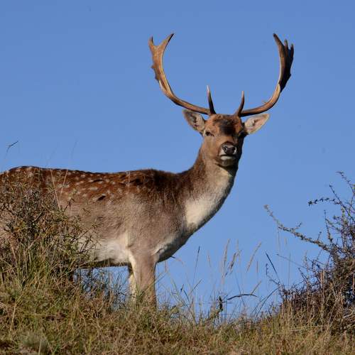 Фотография #11428879