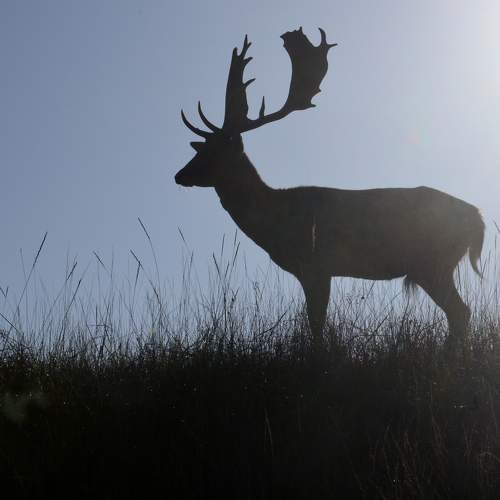 Фотография #11428888