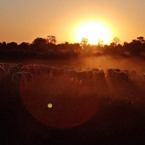 Photo #11429330
