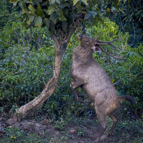 STAG BALLET