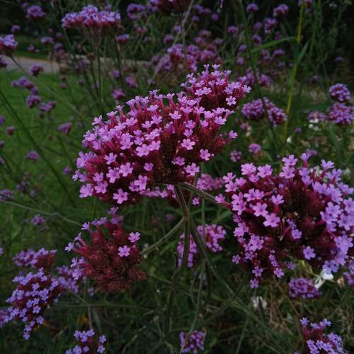 Photo #11429979