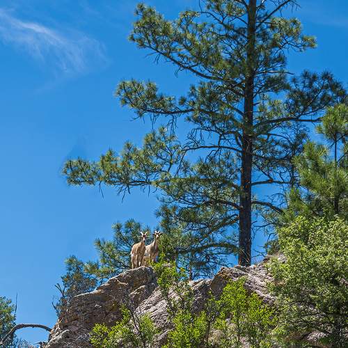 Two Mountain Goats