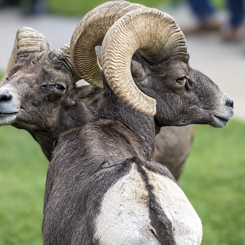 Big Horn sheep