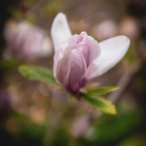 Photo #11430769