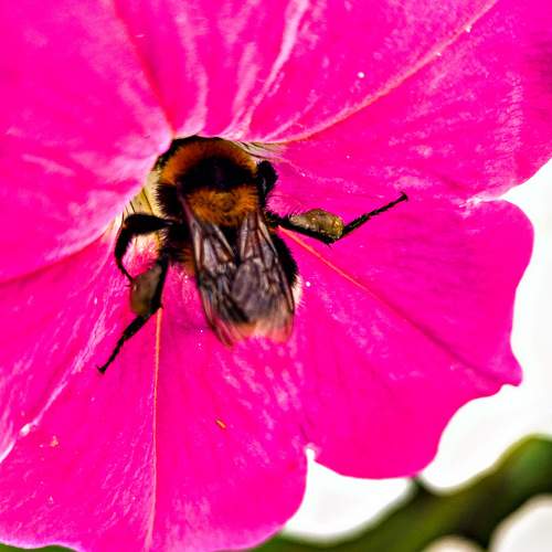 Photo #11431266