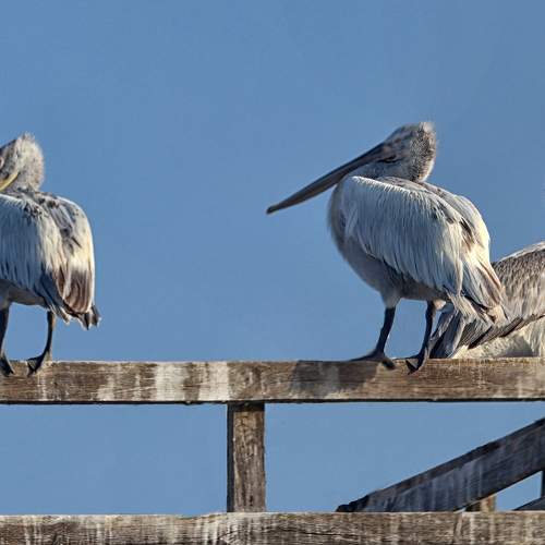Nature, Birsd