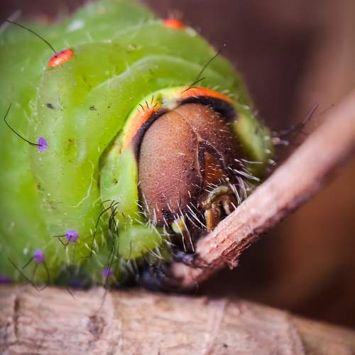 Small three eyes