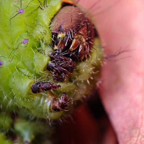Praying caterpillar