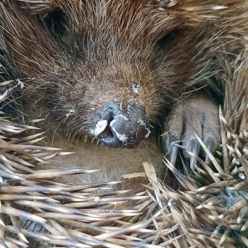 Photo #11431887