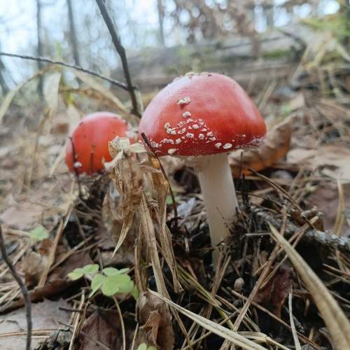 Photo #11432088