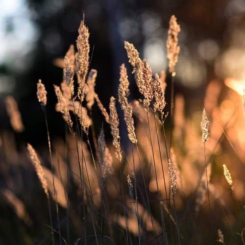 Photo #11433648