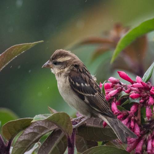 Photo #11434691