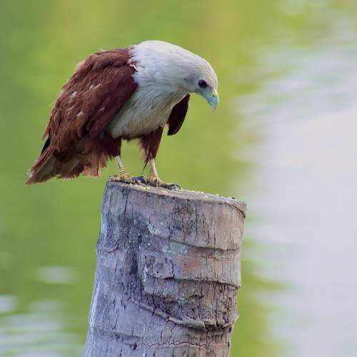 Photo #11435736
