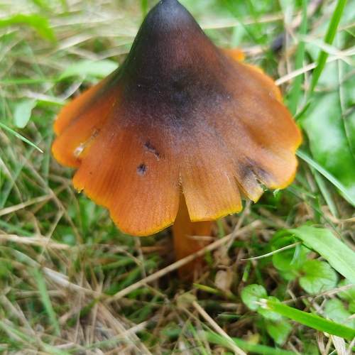 Photo #11435850