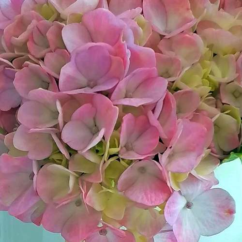 Pink hydrangea