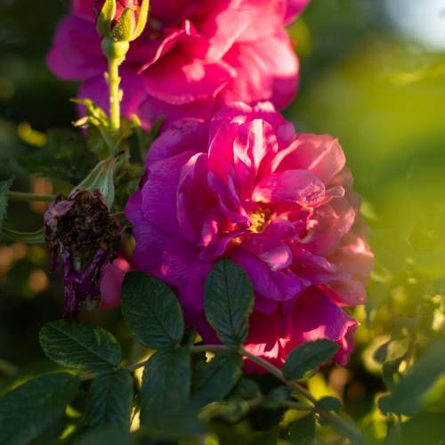 Photo #11436881