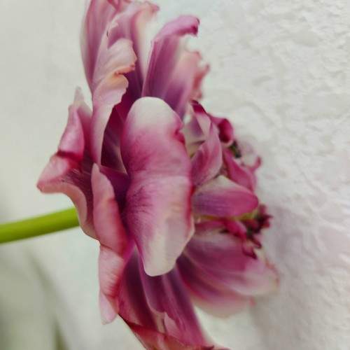 Photo #11437521