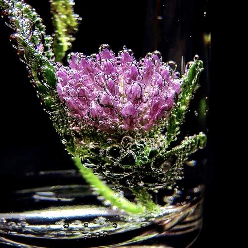 Photo #11438114