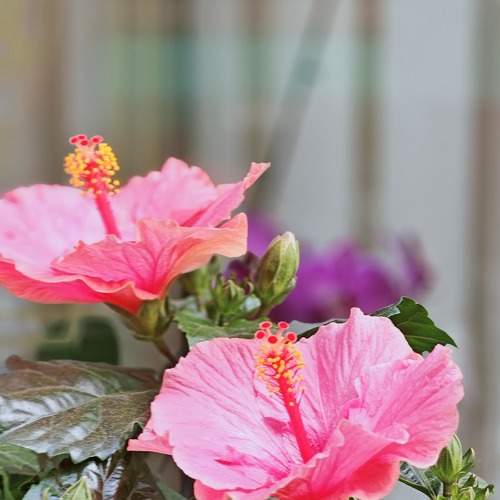 “FIORE DI IBISCO”!