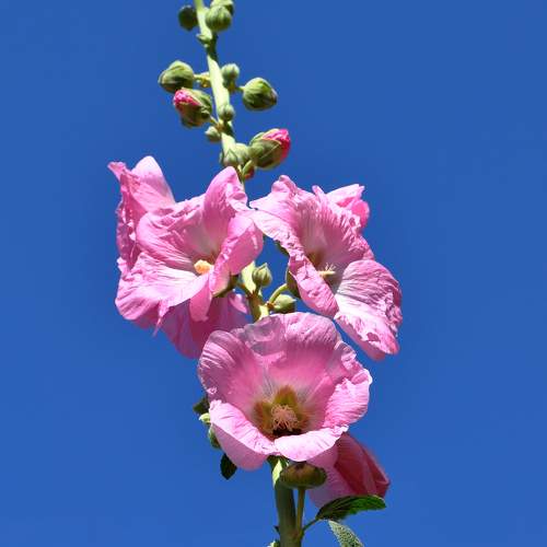 Photo #11438424