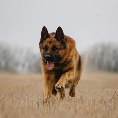 Photo #11438997