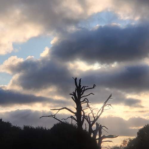 Photo #11439421