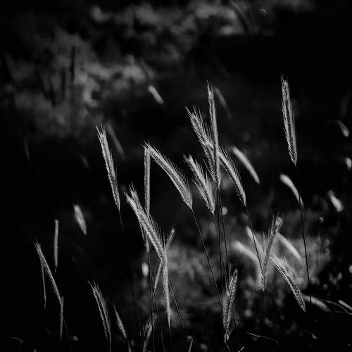 Photo #11440403