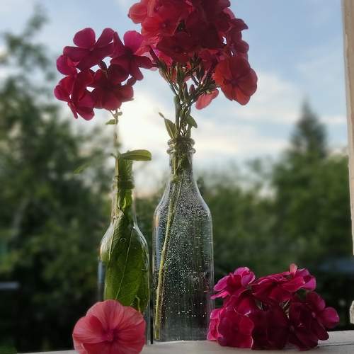 Photo #11440845