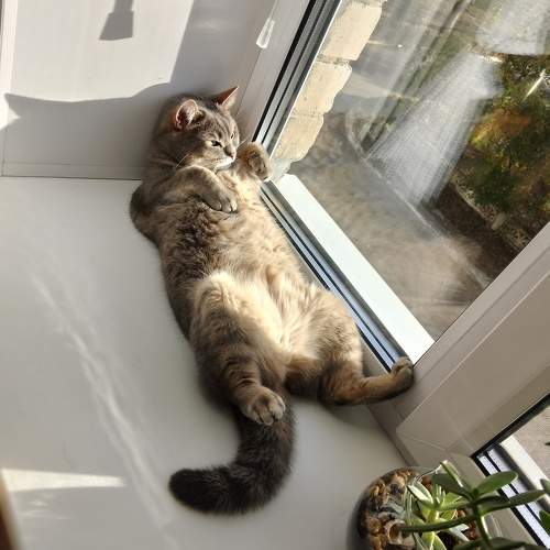 Photo #11441229