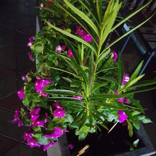Photo #11441520