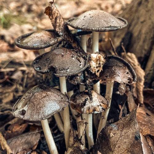 Photo #11441580