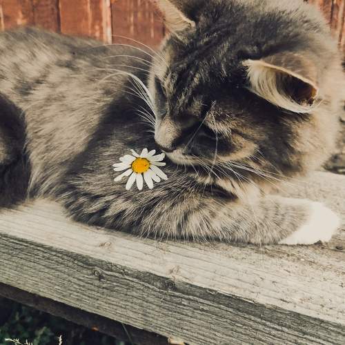 Photo #11442230