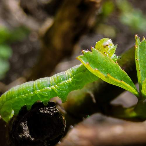 Photo #11442266