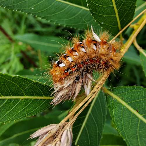 Photo #11442268