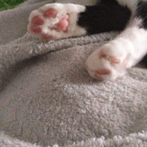 Photo #11442735