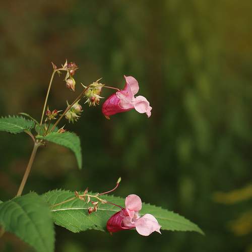 Photo #11443065