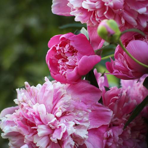 Photo #11443107