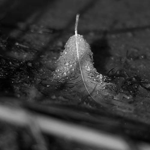 Photo #11443274